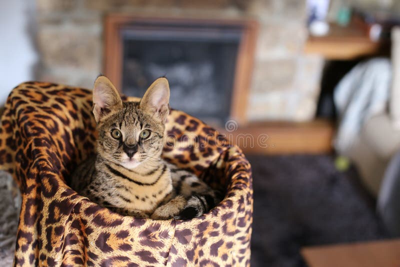 F1 Savannah Cat with Beautiful Markings Stock Image Image of large