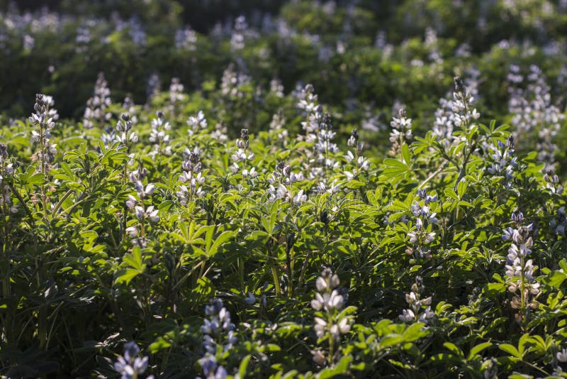 faba beans plantation