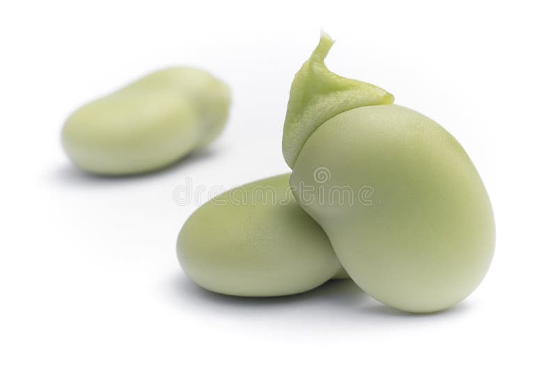 Faba var do Vicia das favas major nas sementes fotos de stock Faba var do Vicia das favas major nas sementes fotos de stock