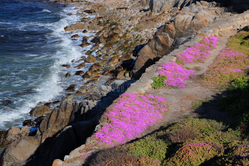 Brilliant Ice Plant in Bloom on Shoreline Overlooking Monterey Bay, California. Brilliant Ice Plant in Bloom on Shoreline Overlooking Monterey Bay, California