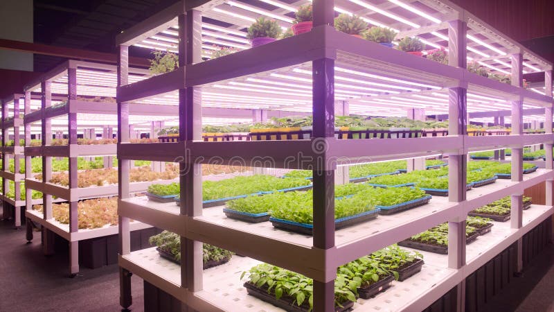 Fabbrica di impianti agricoltura verticale lampada a effetto serra per la crescita di piante