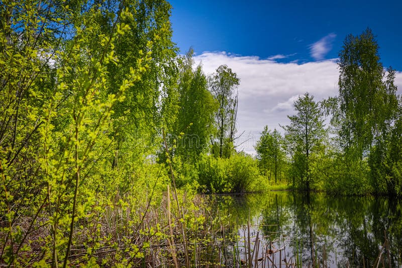 Lush greenery encompasses a serene waterbody in the Polissya region. Tall, verdant trees with abundant foliage line the water's edge, their reflections shimmering on the surface. The vibrant green hues contrast with the deep blue sky above, punctuated by patches of white clouds. The vivid landscape captures the tranquility and natural beauty of the wetland ecosystem, showcasing dense vegetation and calm waters. Dense patches stock images, royalty-free photos and pictures