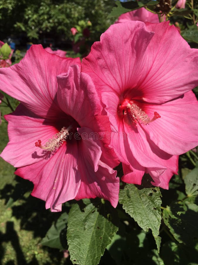 Flowers Fabulous Pink Hibiscus. Stock Image Image of