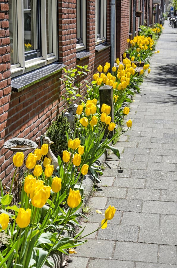 Facade garden with tulips