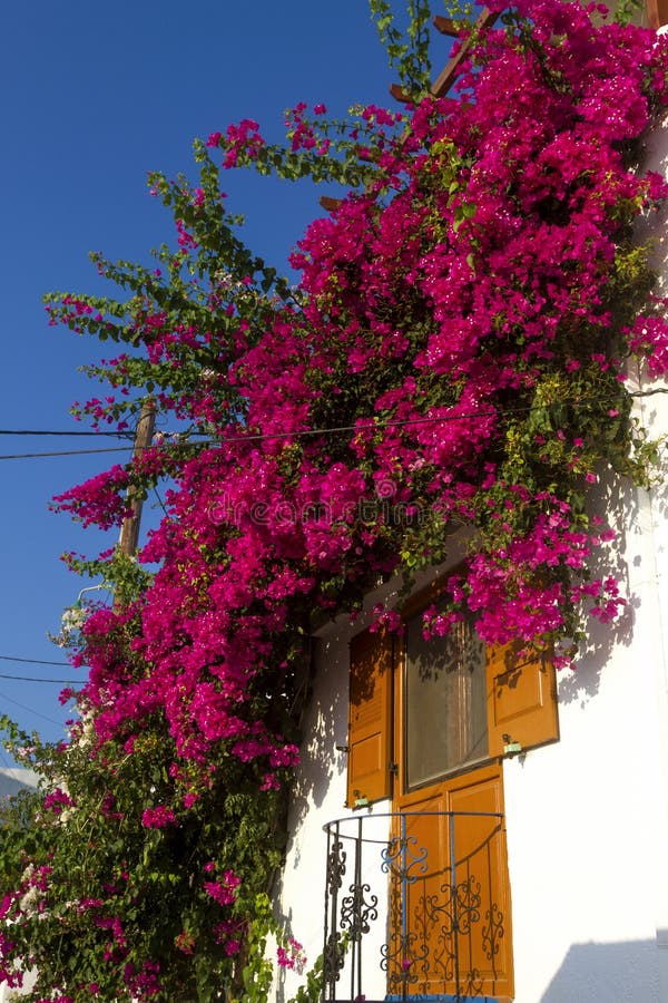 Greek House Full of Flowers Stock Photo - Image of travel, southern ...