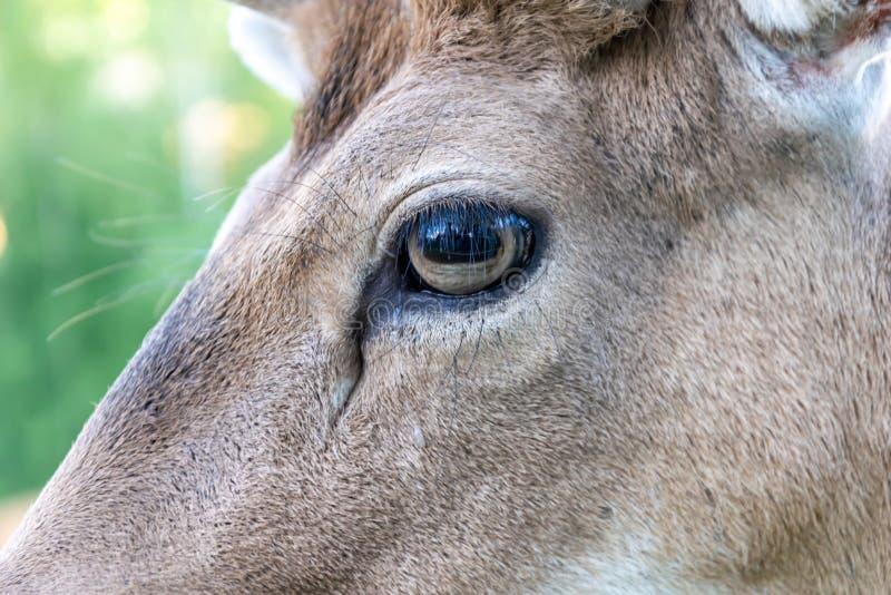 Il muso e l'occhio di un cervo maschio fotografie stock
