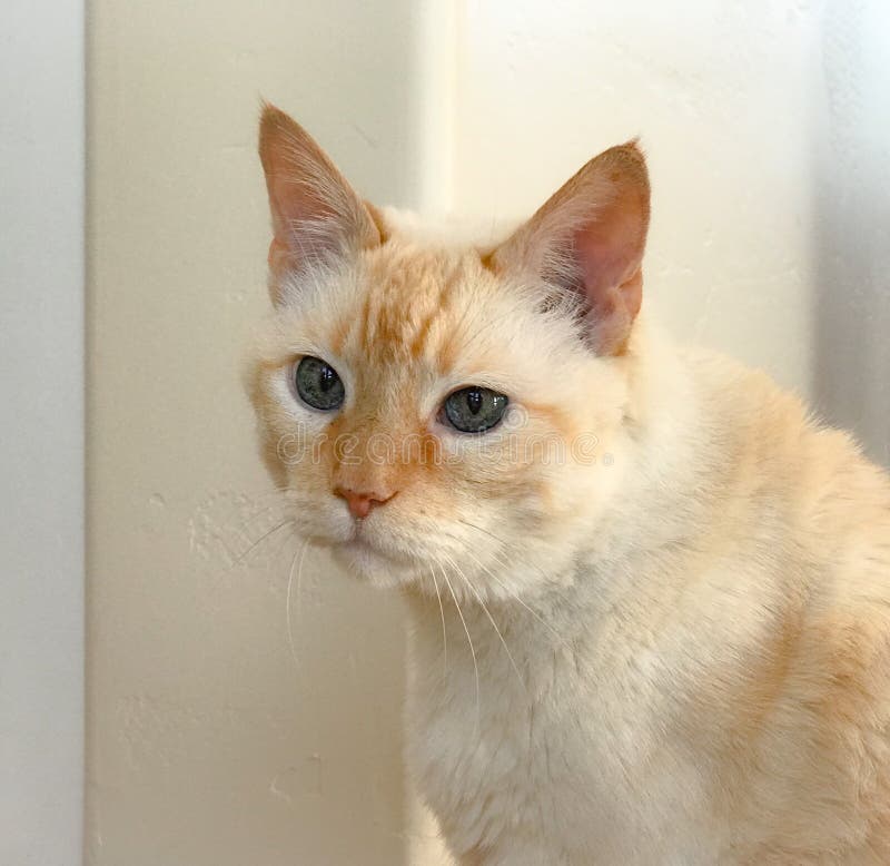 Flame point siamese