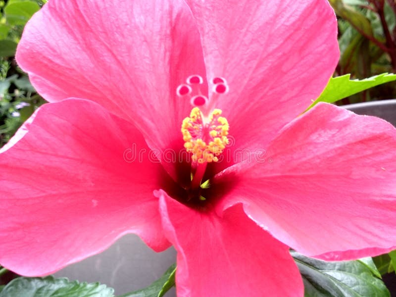 A Face of Beautiful Hibiscus Stock Photo Image of face, hibiscus