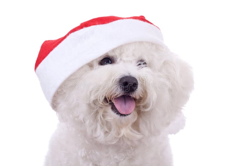 Face of a bichon with santa cap