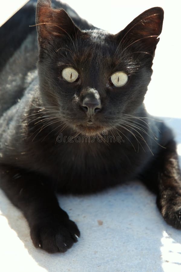 Face of black cat stock photo. Image of home, black, nature 1872260