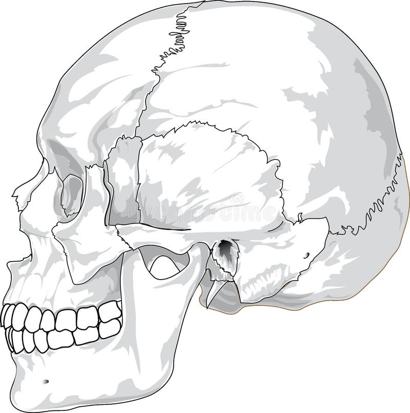 Face, Bone, Line Art, Nose Picture. Image 96688395