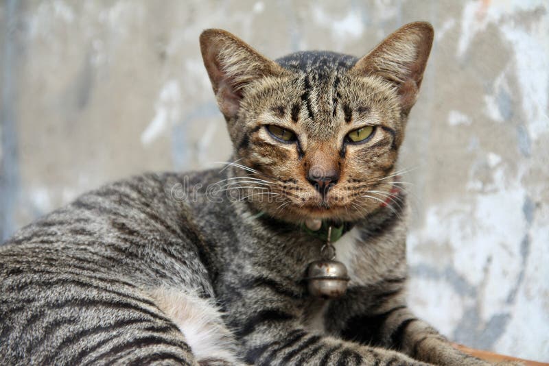 Face of angry cat with yellow eyes. House Cat with lowered ears