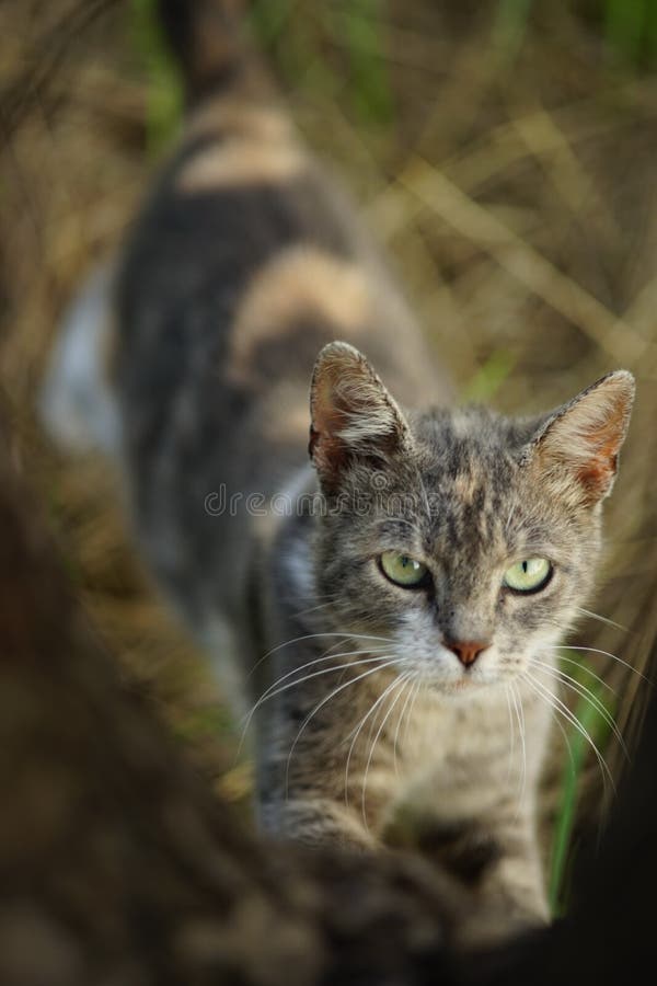 The Face of a Cat while Sharpening Its Claws on a Tree Trunk in Stock