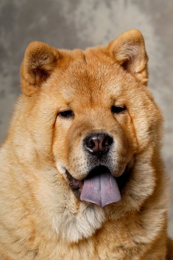 Face of Chow dog stock photo. Image of creature, portrait - 38164382