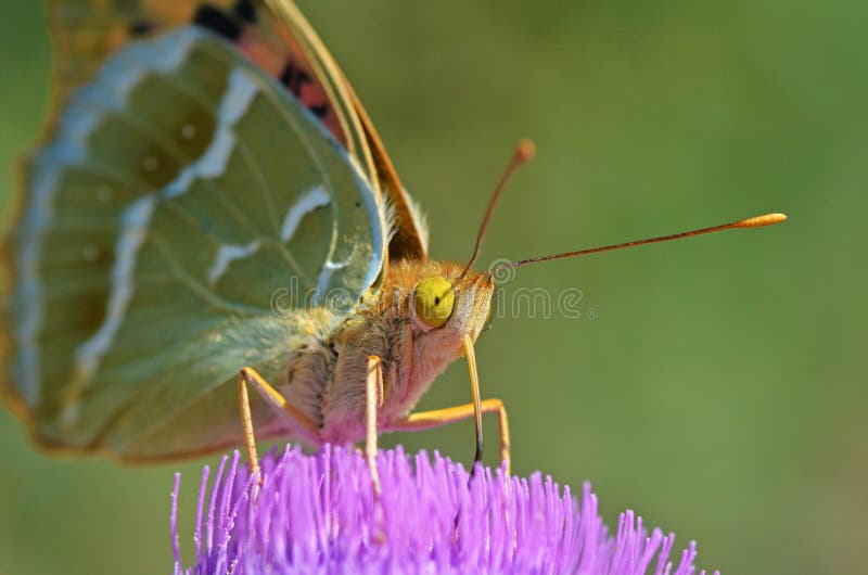 The portrait closeup of Argynnis pandora , the cardinal butterfly