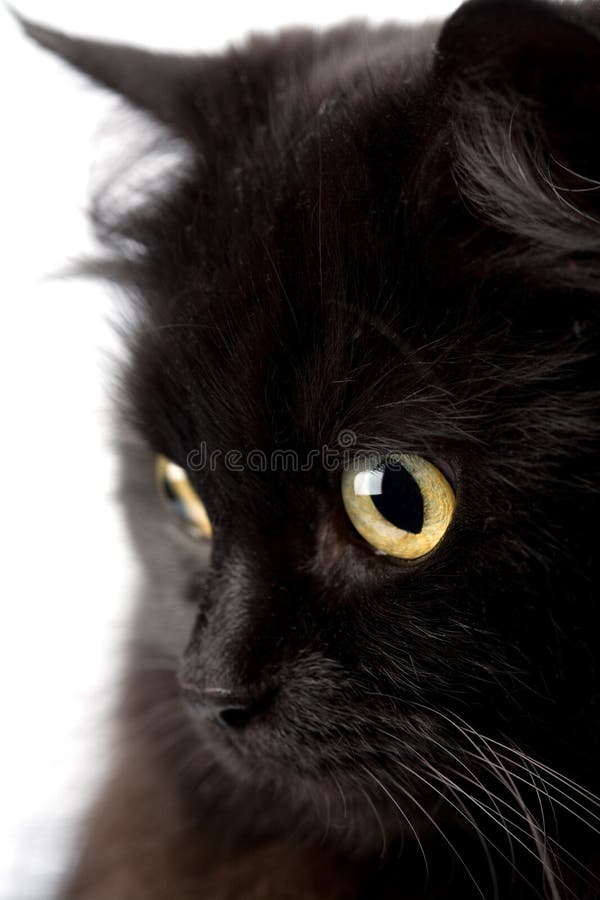 Face of cute black cat stock photo. Image of feline, friend 6820284