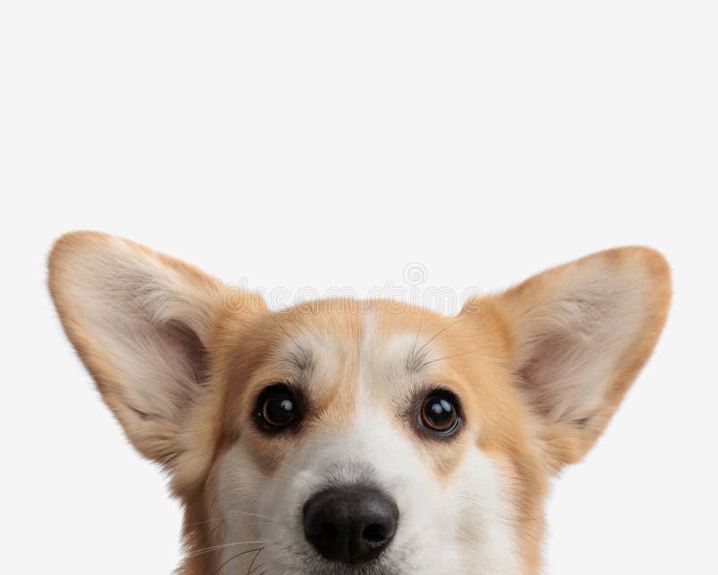 face of cute corgi puppy royalty free stock images