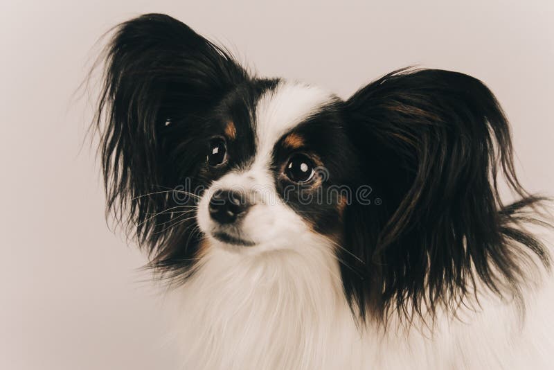 Papillon Face Cover Papillon Face Cover