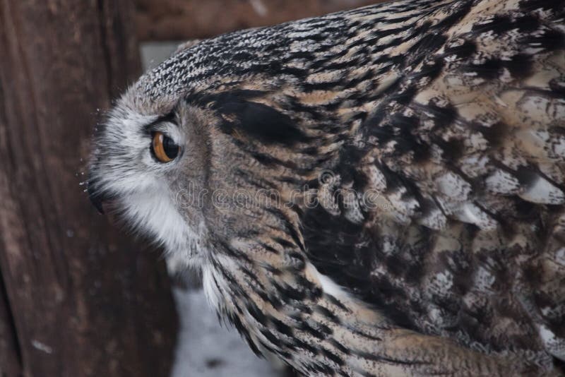 The face of the eagle owl is close-up, pointing sideways profile, angry orange eyes, ears, lush feathers — an angry look