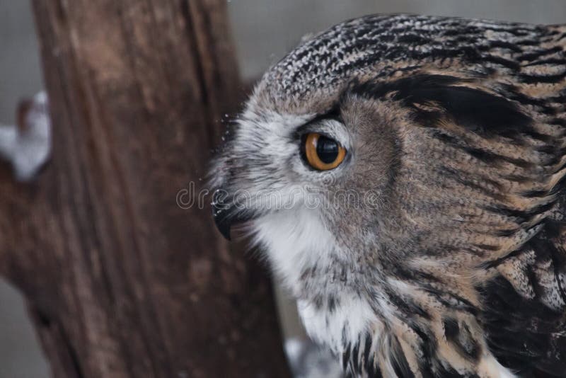 The face of the eagle owl is close-up, pointing sideways profile, angry orange eyes, ears, lush feathers — an angry look