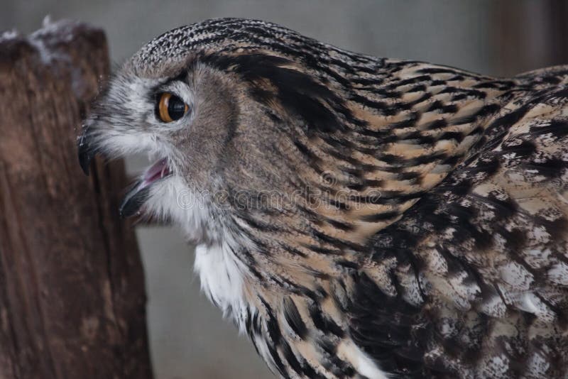 The face of the eagle owl is close-up, pointing sideways profile, angry orange eyes, ears, lush feathers — an angry look