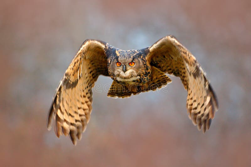 Face fly of owl. Flying Eurasian Eagle owl with open wings with snow flake in snowy forest during cold winter. Action wildlife sce