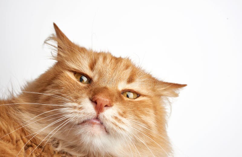 Face of a funny red cat with a sad emotion on a white background