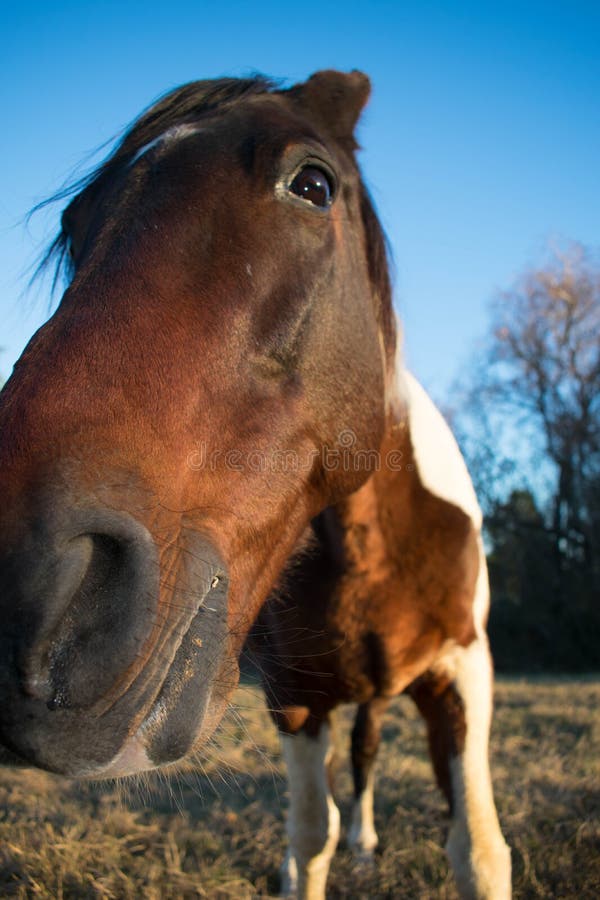 Face of a horse close up stock image. Image of horse 109023675