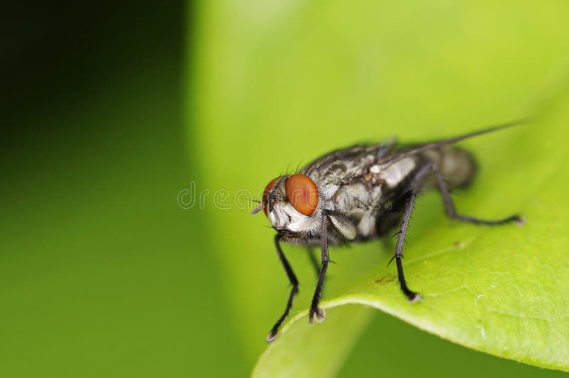 Face of house fly