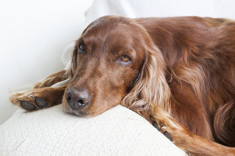 Face of Irish Setter on a Couch. Stock Photo Image of studio