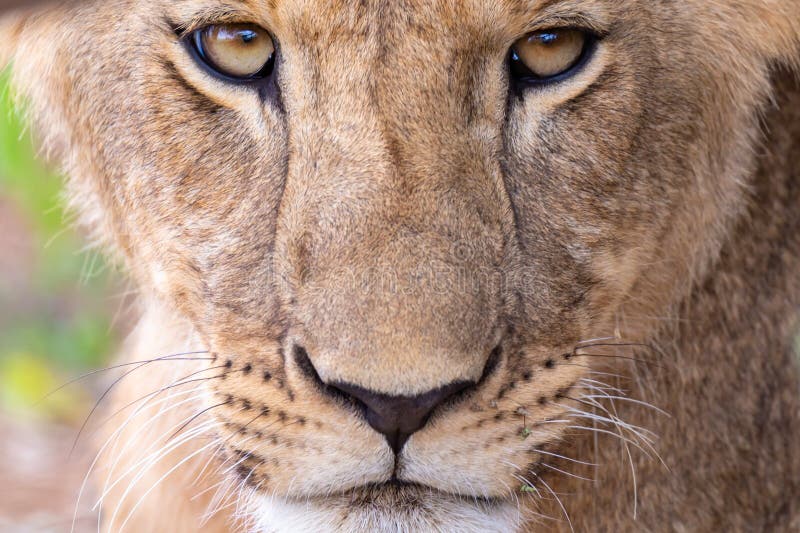 The face of a lioness in close-up royalty free stock photo The face of a lioness in close-up royalty free stock photo