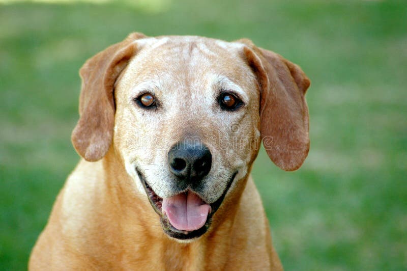 Esterno ritratto bellissimo molto vecchio cane da caccia il cane grigio fisso.