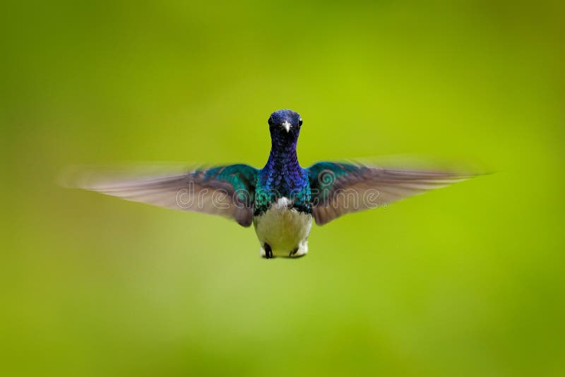 Face portrait of hummingbird. Flying blue and white hummingbird White-necked Jacobin, Florisuga mellivora, from Colombia, clear royalty free stock images Face portrait of hummingbird. Flying blue and white hummingbird White-necked Jacobin, Florisuga mellivora, from Colombia, clear royalty free stock images