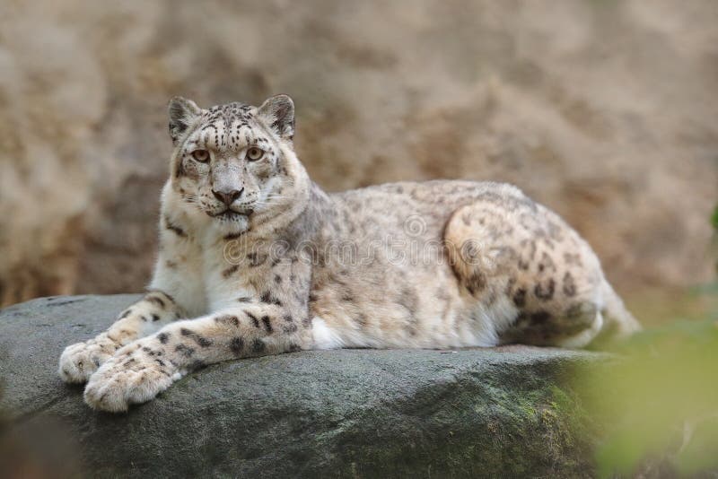 Face portrait of snow leopard with clear rock background, Hemis National Park, Kashmir, India. Wildlife scene from Asia. Detail po royalty free stock photo
