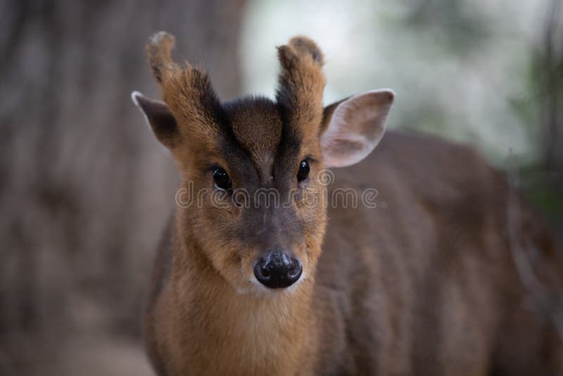 Face Portrait of a Young Male of Muntjac Deer Stock Photo - Image of