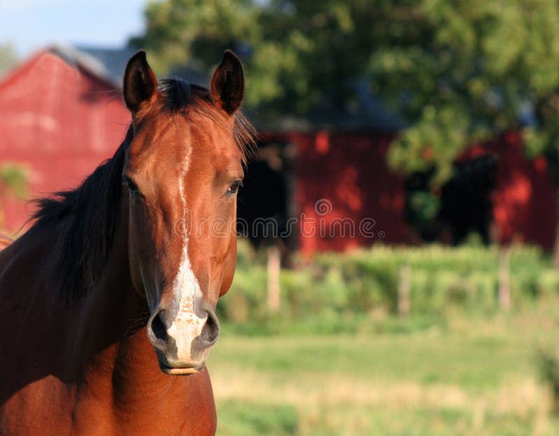 Preocupado un caballo sobre el.