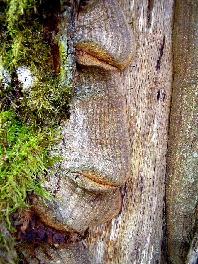 Face in the Tree royalty free stock images