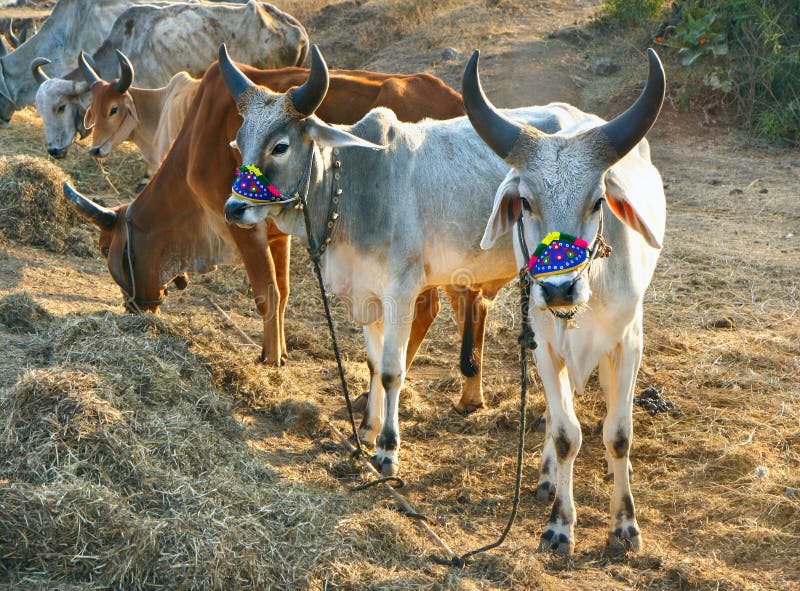 The face and upper body of a Indian cow