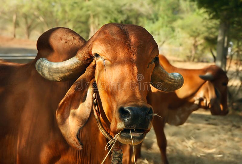 The face and upper body of a Indian golden cow