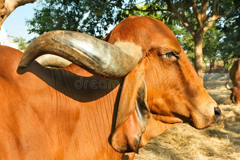 The face and upper body of a Indian golden cow