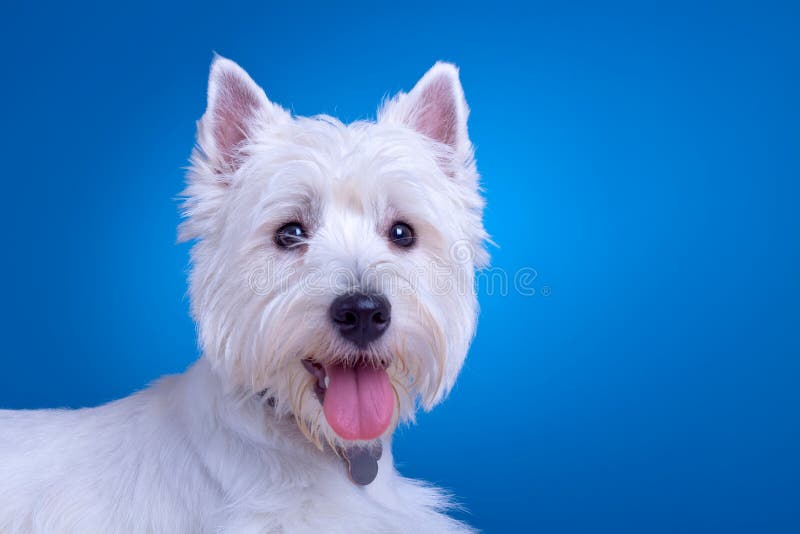 Westie Face Cover - Blue Westie Face Cover - Blue