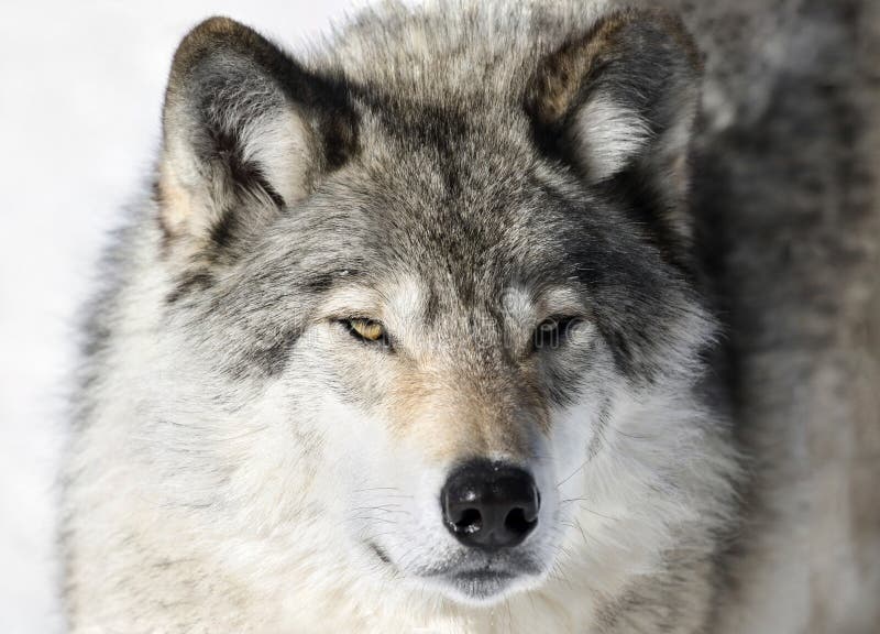 Face of gray wolf stock image. Image of wolf, wildlife - 28045309
