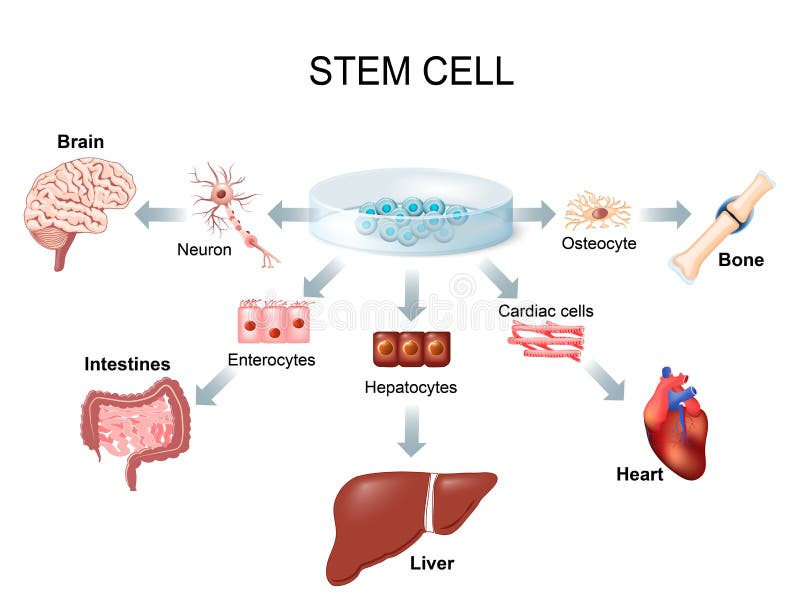 Facendo uso delle cellule staminali per trattare malattia