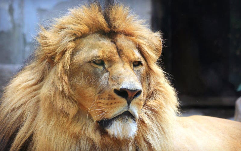 Facial Features of African Lion Stock Image Image of estrus, kenya