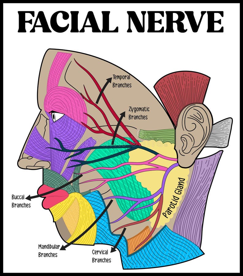 HumanNerve Structure Scheme Diagram Schematic Vector
