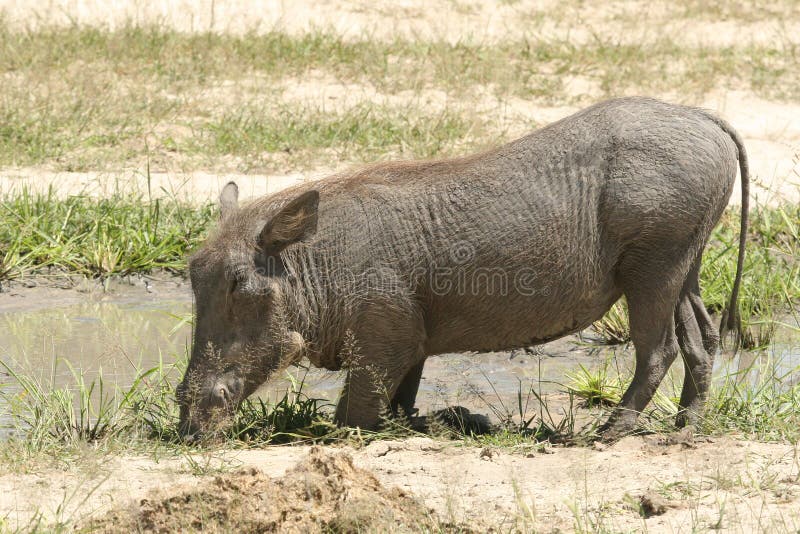 Facocero nella riserva di caccia di Moremi fotografie stock Facocero nella riserva di caccia di Moremi fotografie stock