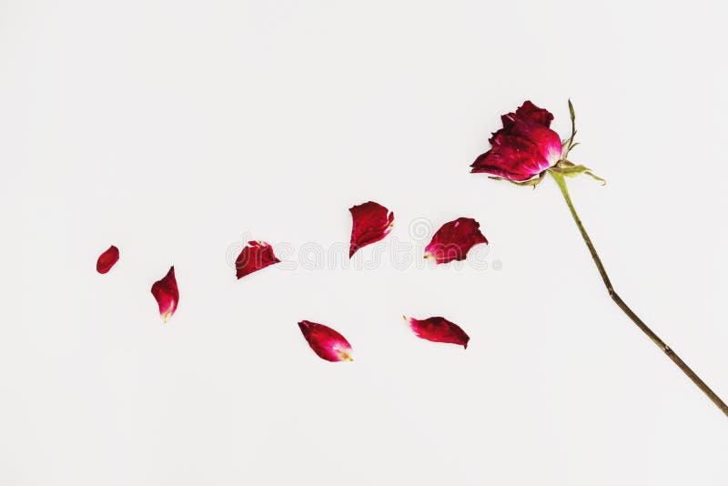 Faded Blowing Rose Flower`s Petals, on White Background Stock Photo