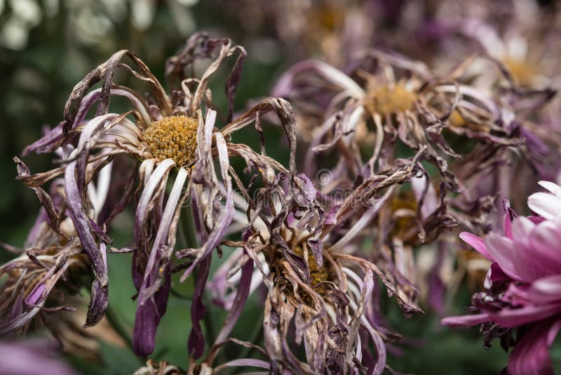 Wilted Flowers Of Chrysanthemum Stock Image Image of background