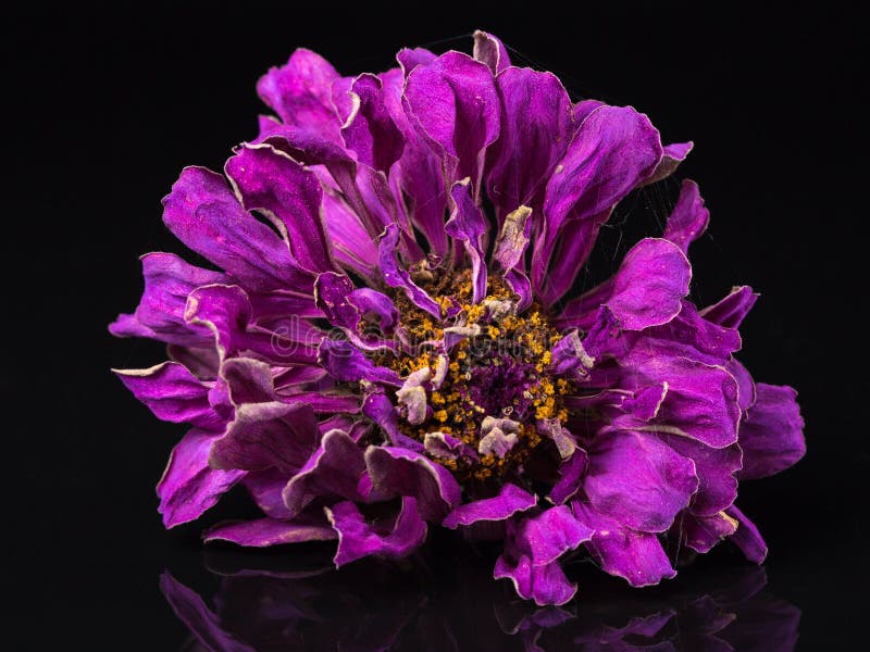 Faded flower stock photo. Image of black, background 82576806