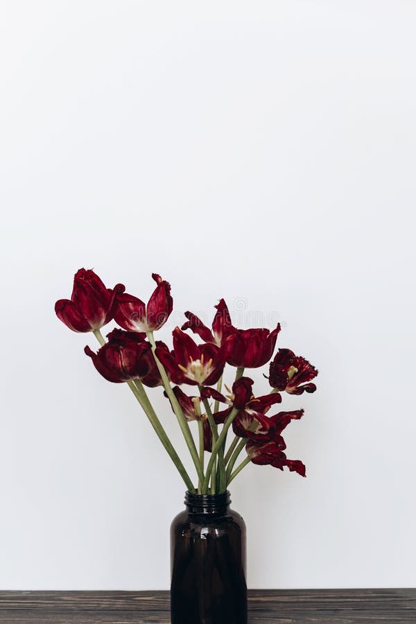Faded Tulips. Withered Red Flowers Bouquet on White Background. Floral ...